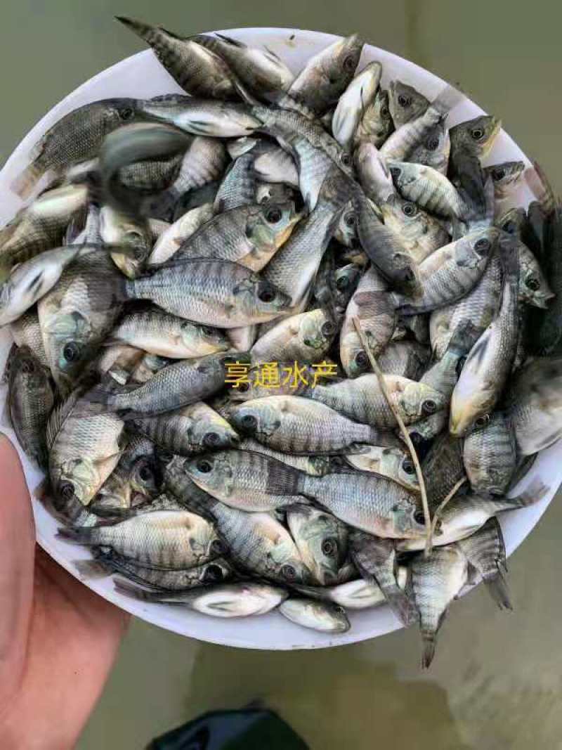 罗非鱼苗吉富罗非鱼苗海南一号罗非鱼苗