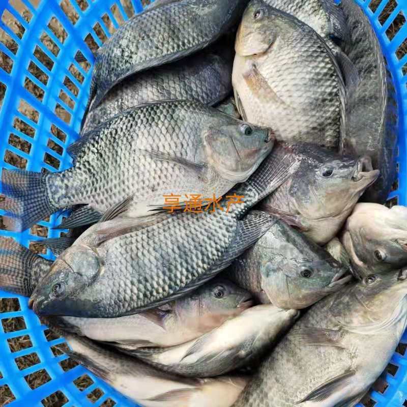 罗非鱼苗吉富罗非鱼苗海南一号罗非鱼苗