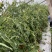 西红柿西红柿番茄大红、粉红