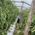西红柿西红柿番茄大红、粉红