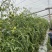 西红柿西红柿番茄大红、粉红