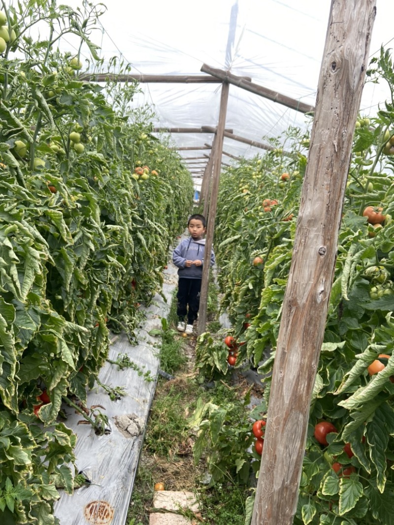 西红柿西红柿番茄大红、粉红