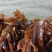 【荐】鲜海带鲜品菜海带片海带丝鲜嫩脆爽盐渍保鲜