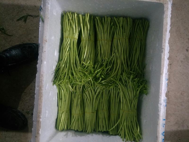 湖北阳新东润湖蒿合作社藜蒿净蒿芦篙