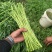 湖北阳新东润湖蒿合作社藜蒿净蒿芦篙