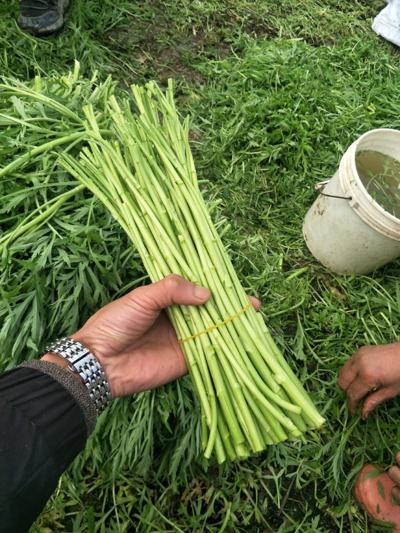 湖北阳新东润湖蒿合作社藜蒿净蒿芦篙