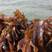鲜海带鲜品菜深海养殖质量好厂家直发欢迎洽谈