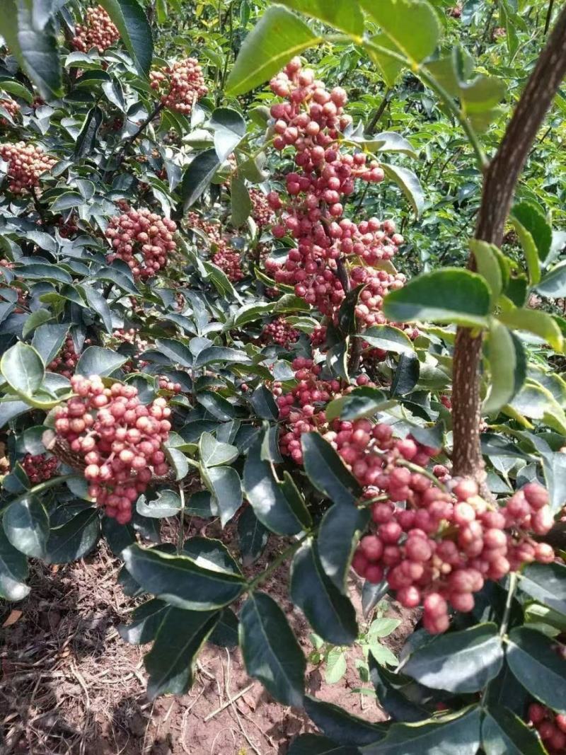 大红袍花椒苗1-3年苗保湿发货，根系发达，苗子健壮