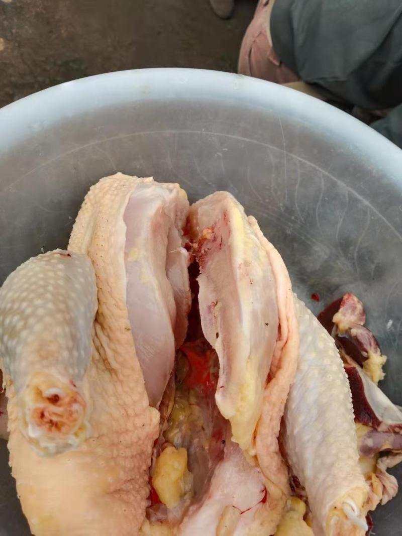 清远鸡，麻鸡，供应饭店，农产店