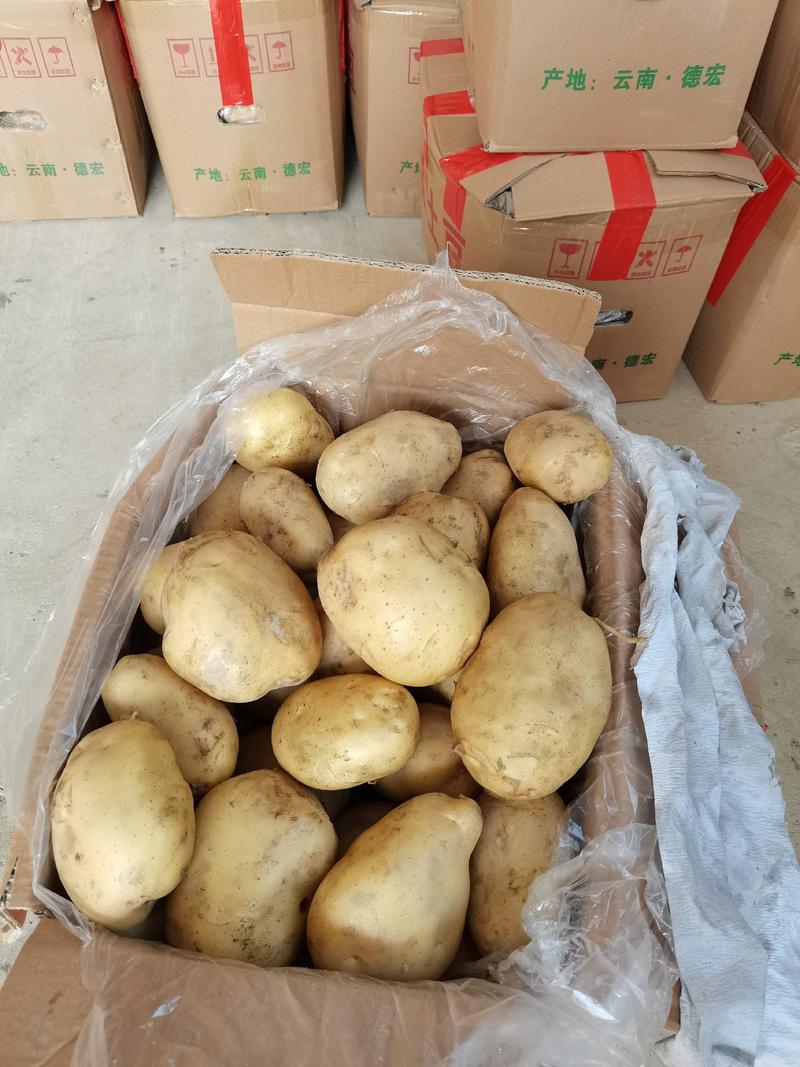 云南德宏盈江丽薯6号土豆进货的老板可以联系