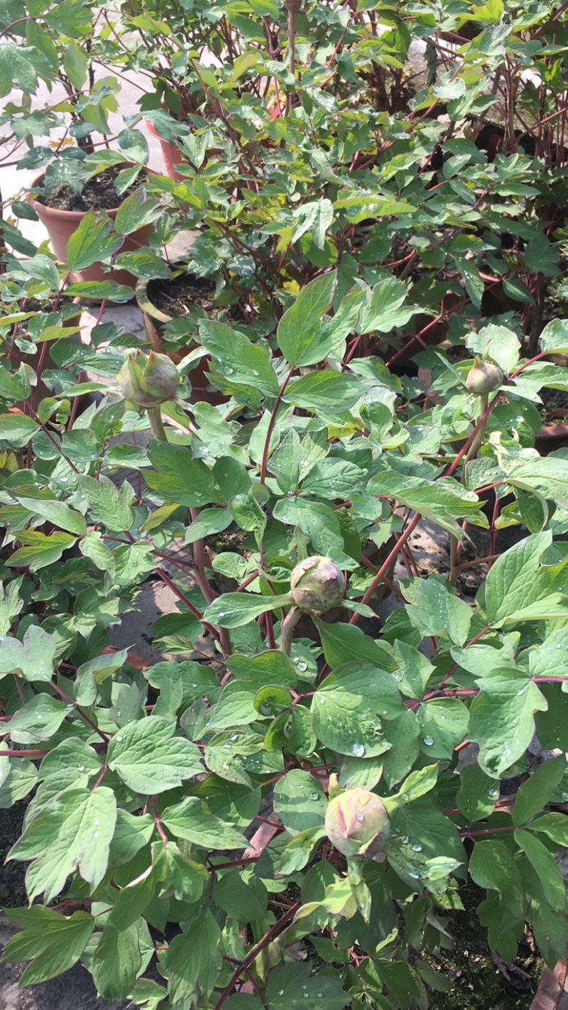 四川油牡丹鲜切花