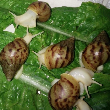 白玉蜗牛，高品质高营养