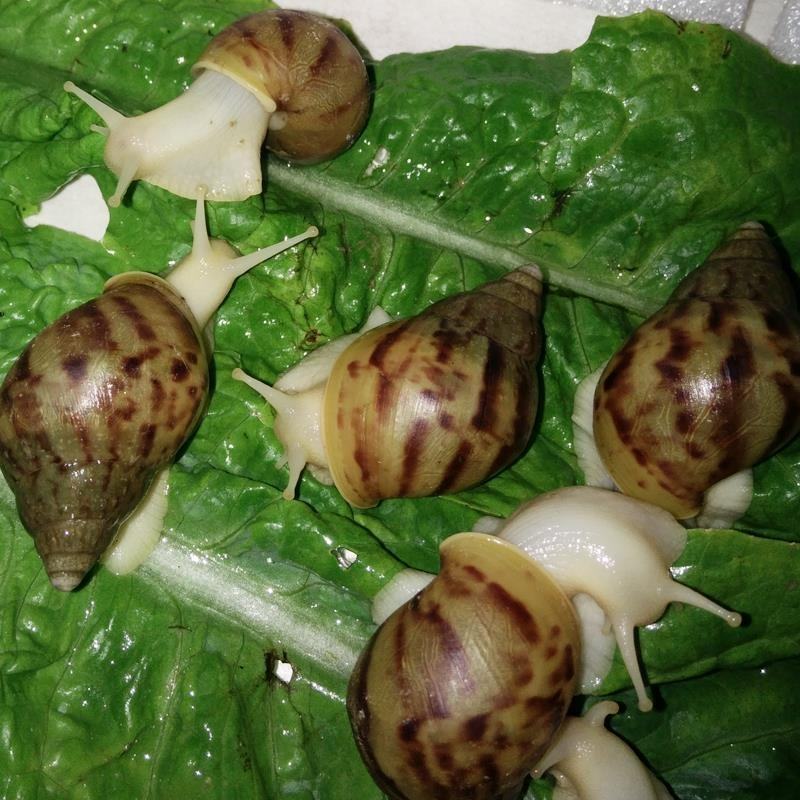 白玉蜗牛，高品质高营养