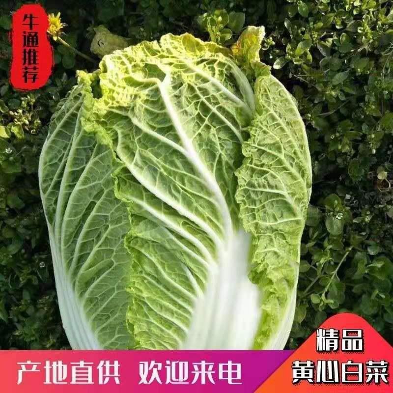 黄心白菜，精品白菜湖北大白菜大量有货欢迎咨询订购