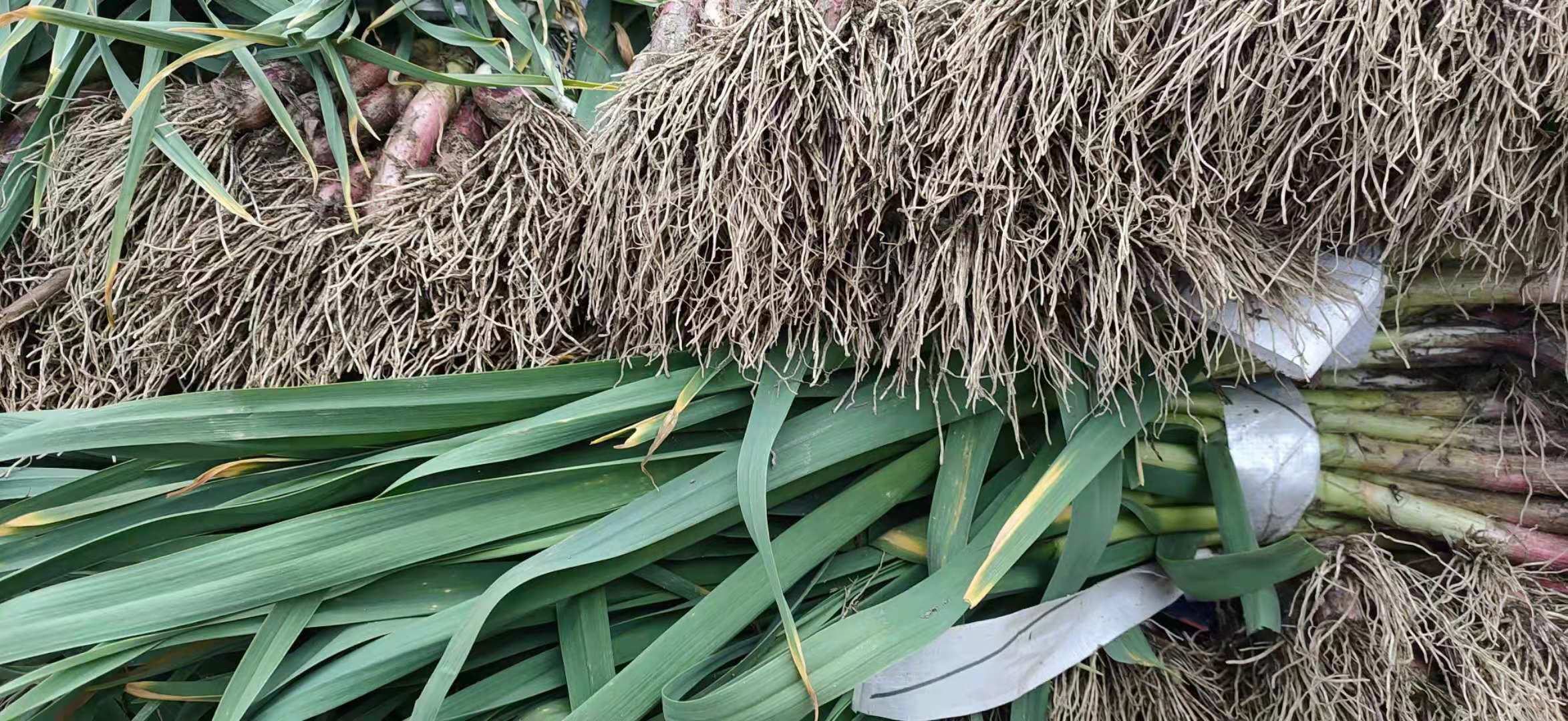 蒜苗整体植株特写