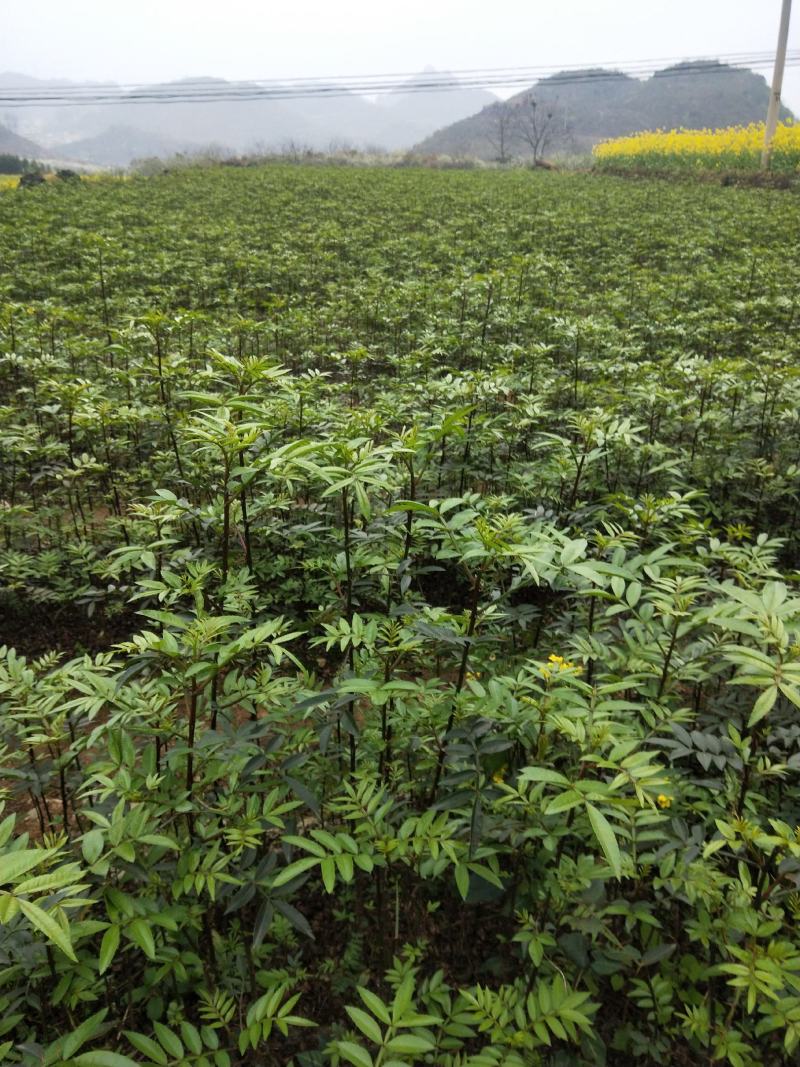 九叶青椒，价格实惠，规格齐全，货源充足，基地直供，欢迎批发
