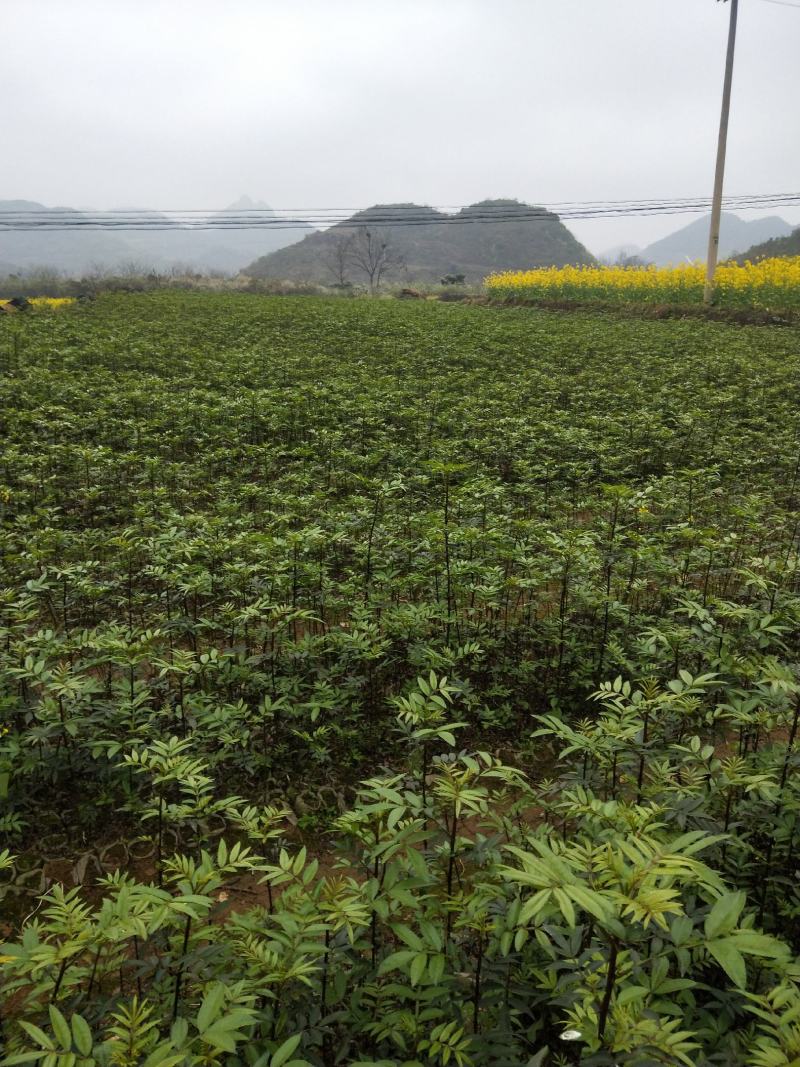 九叶青椒，价格实惠，规格齐全，货源充足，基地直供，欢迎批发