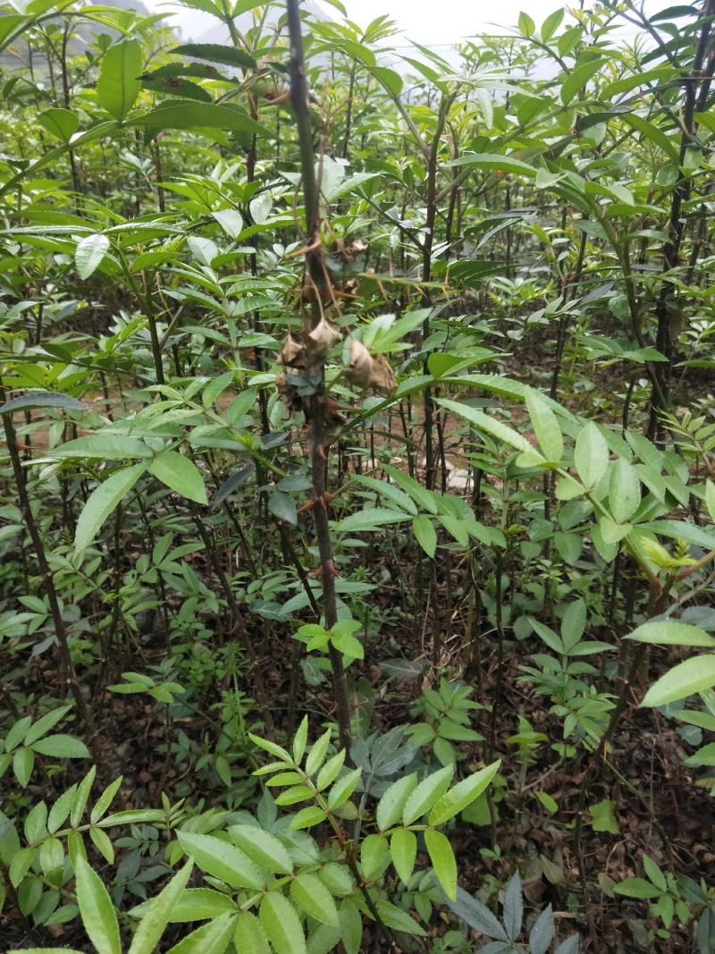 九叶青椒，价格实惠，规格齐全，货源充足，基地直供，欢迎批发
