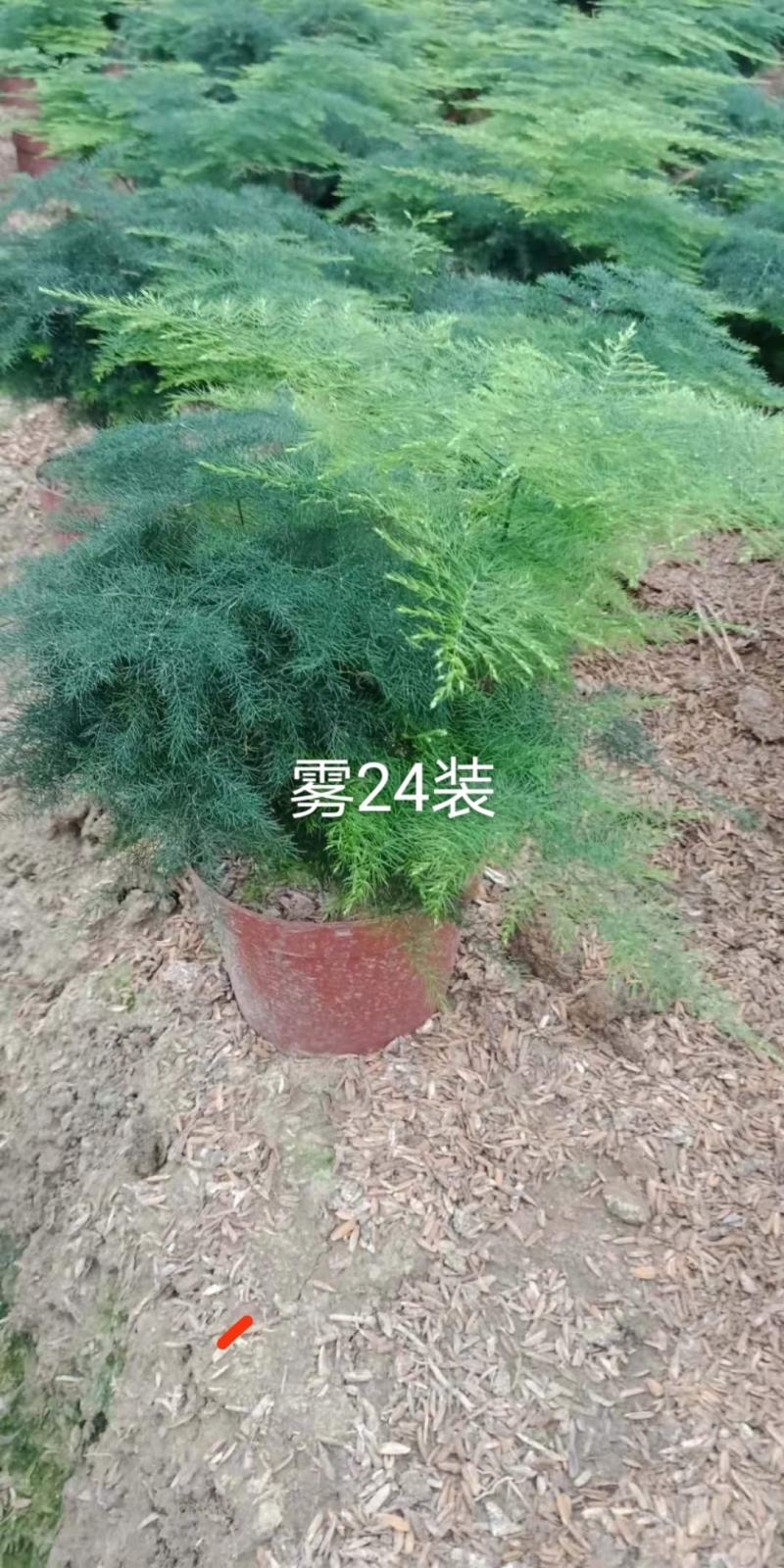 福建省漳州市多肉基地