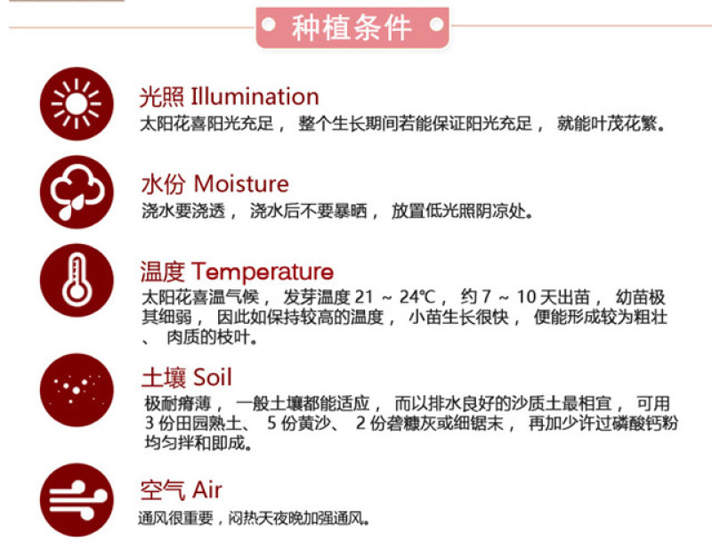 重瓣太阳花种子四季播种松叶牡丹易活开花不断室内阳台盆栽花