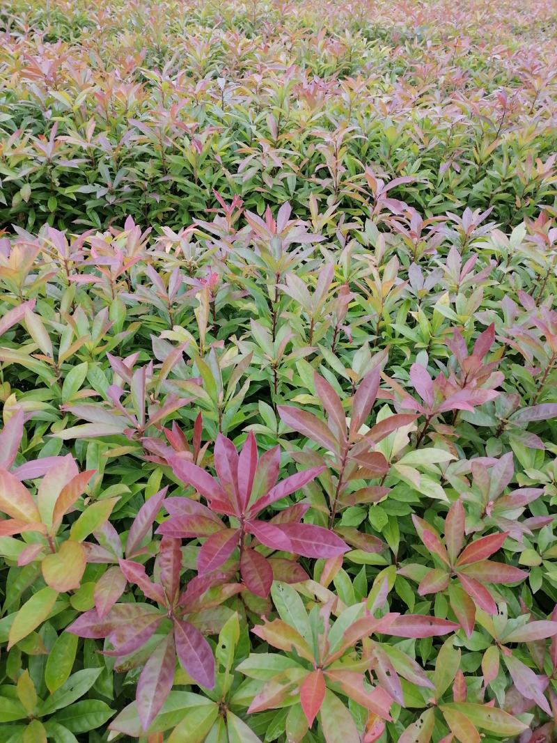木荷苗江西宜春直供荷木苗、木荷袋苗、木荷杯苗、木荷土球苗
