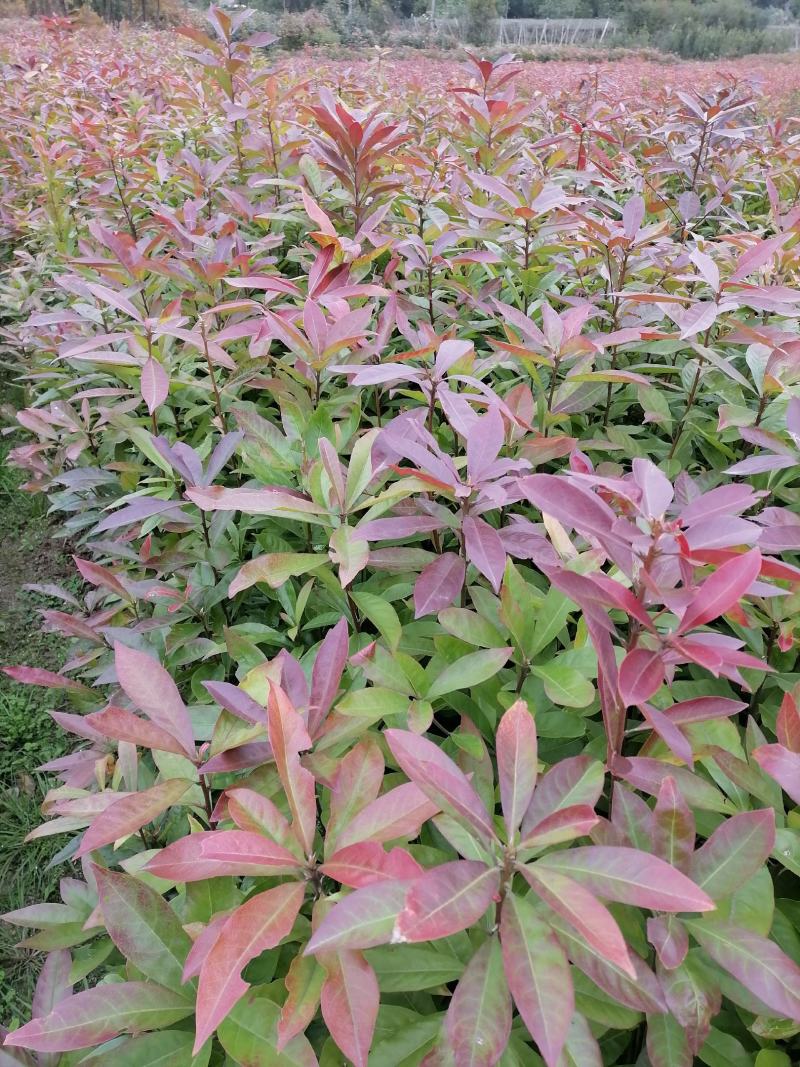 木荷苗江西宜春直供荷木苗、木荷袋苗、木荷杯苗、木荷土球苗
