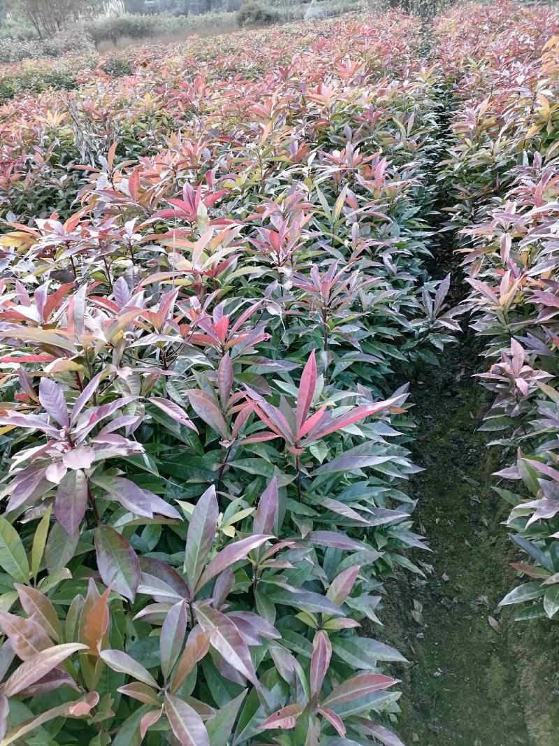 木荷苗江西宜春直供荷木苗、木荷袋苗、木荷杯苗、木荷土球苗