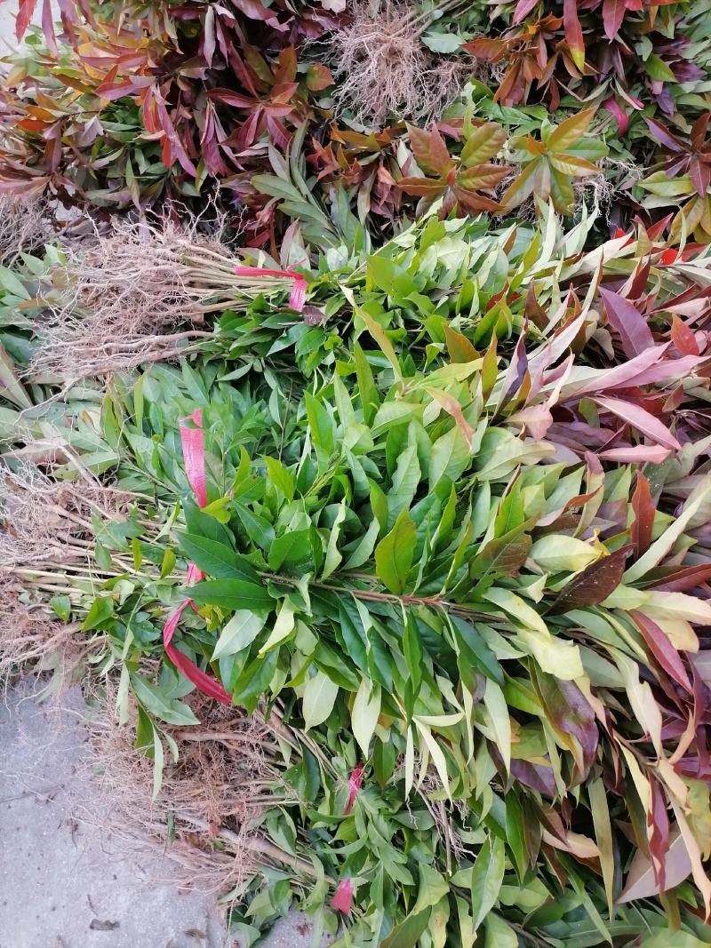 木荷苗江西宜春直供荷木苗、木荷袋苗、木荷杯苗、木荷土球苗