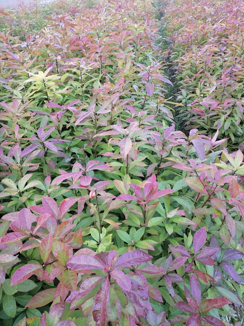 木荷苗江西宜春直供荷木苗、木荷袋苗、木荷杯苗、木荷土球苗