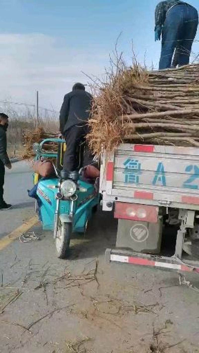 碧桃绿叶碧桃菊花碧桃满天红碧桃碧桃苗碧桃树