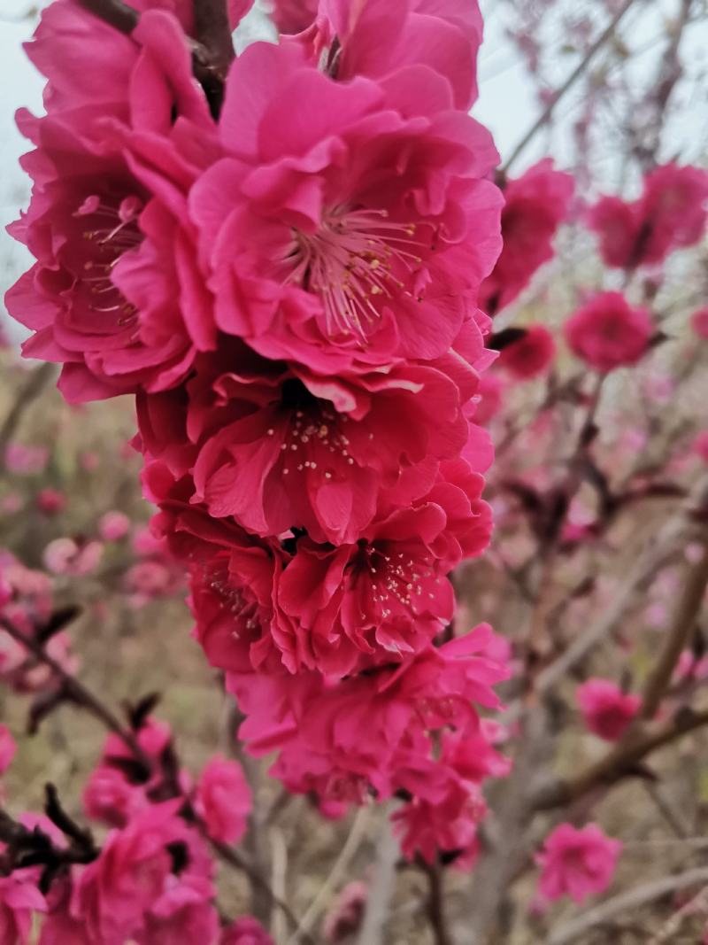 碧桃绿叶碧桃菊花碧桃满天红碧桃碧桃苗碧桃树