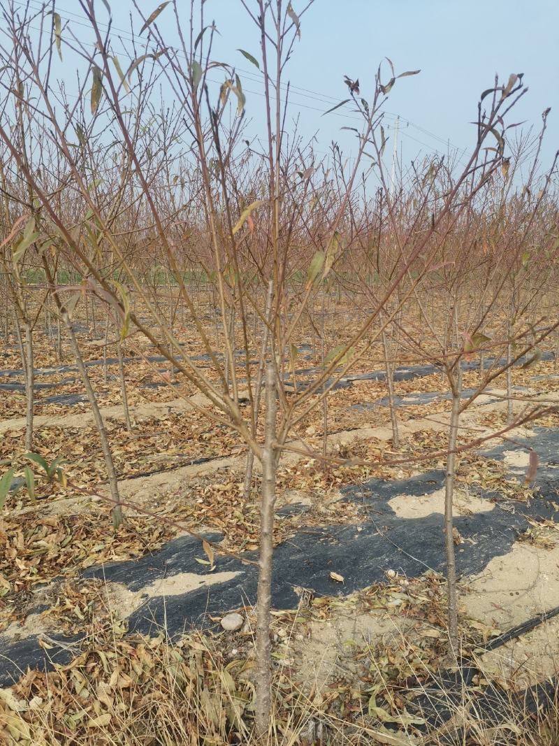 碧桃绿叶碧桃菊花碧桃满天红碧桃碧桃苗碧桃树