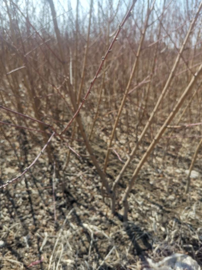 碧桃绿叶碧桃菊花碧桃满天红碧桃碧桃苗碧桃树