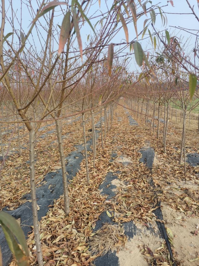 碧桃绿叶碧桃菊花碧桃满天红碧桃碧桃苗碧桃树