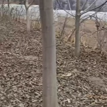 核桃树绿化苗木核桃树