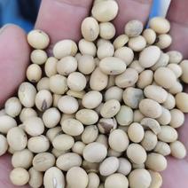 非转乌克兰大豆，高蛋白高品质，适用于各种豆制品，速来订