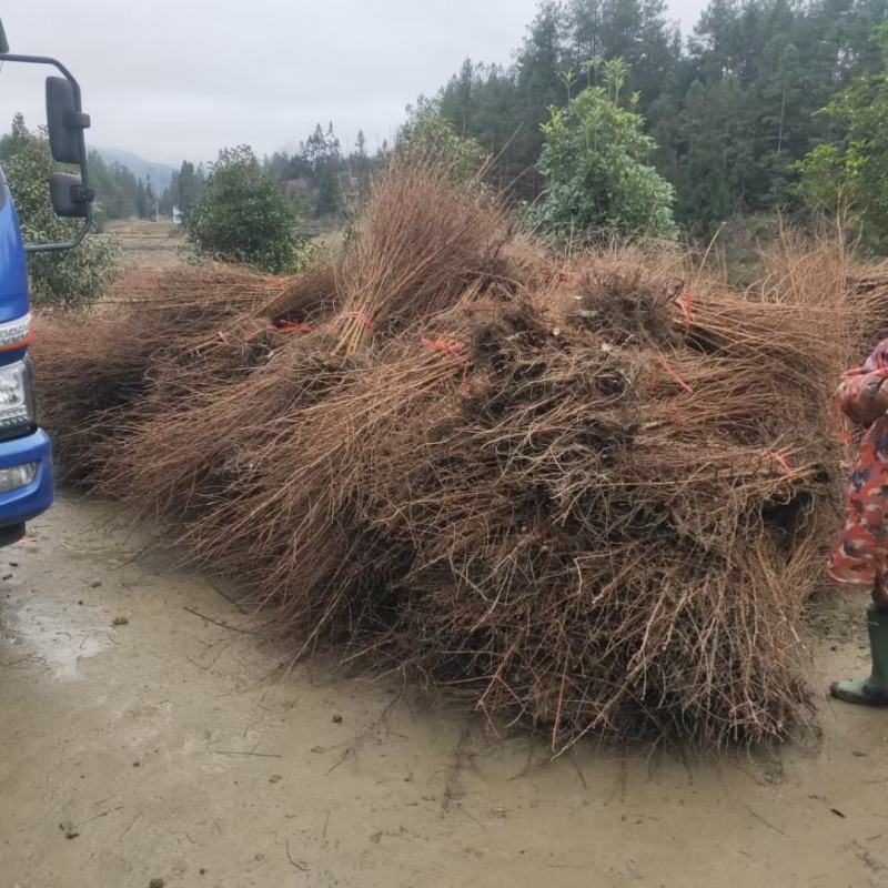 水杉苗水杉小苗产地出售30公分高到1米水杉树苗价格优惠