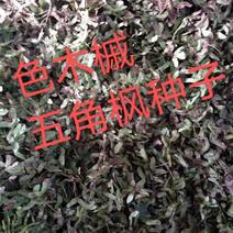 色木槭五角枫种子产地直销质量有保障，品种纯正