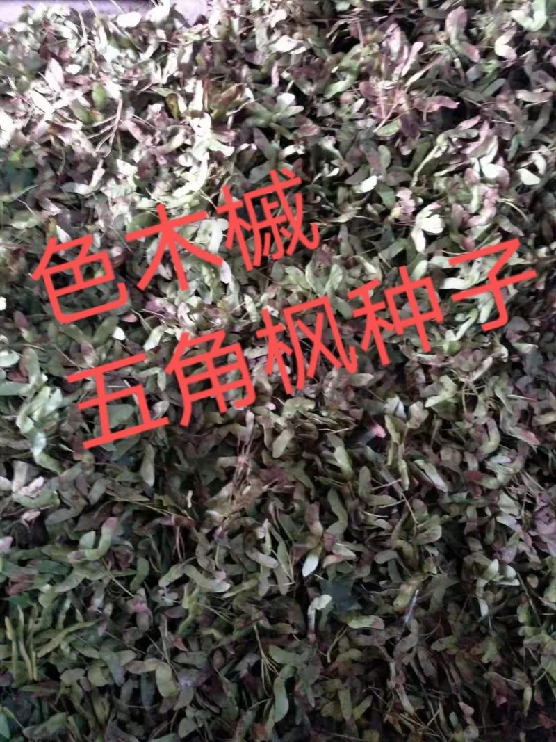 色木槭五角枫种子产地直销质量有保障，品种纯正