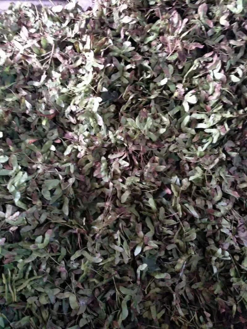 色木槭五角枫种子产地直销质量有保障，品种纯正