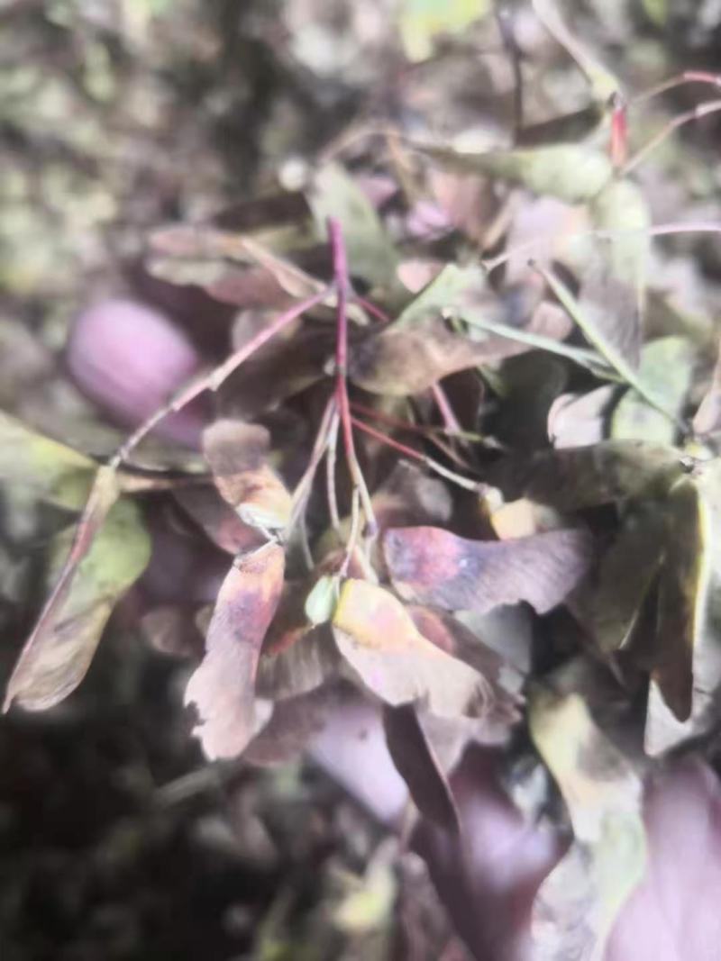 色木槭五角枫种子产地直销质量有保障，品种纯正