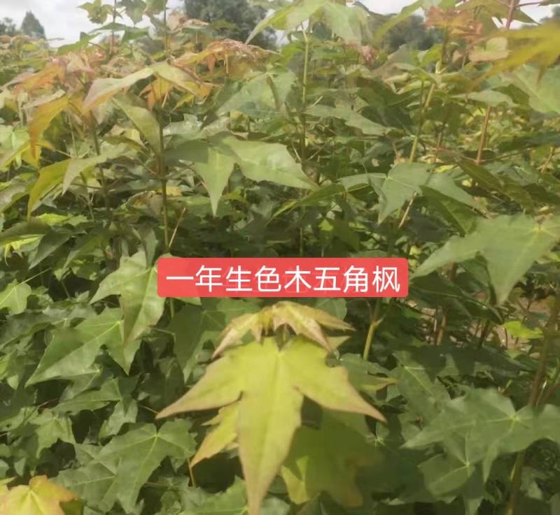 色木槭五角枫种子产地直销质量有保障，品种纯正