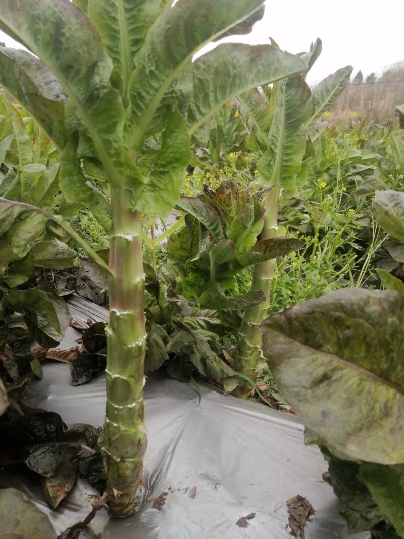莴笋青莴笋红莴笋都有腾地给钱就卖