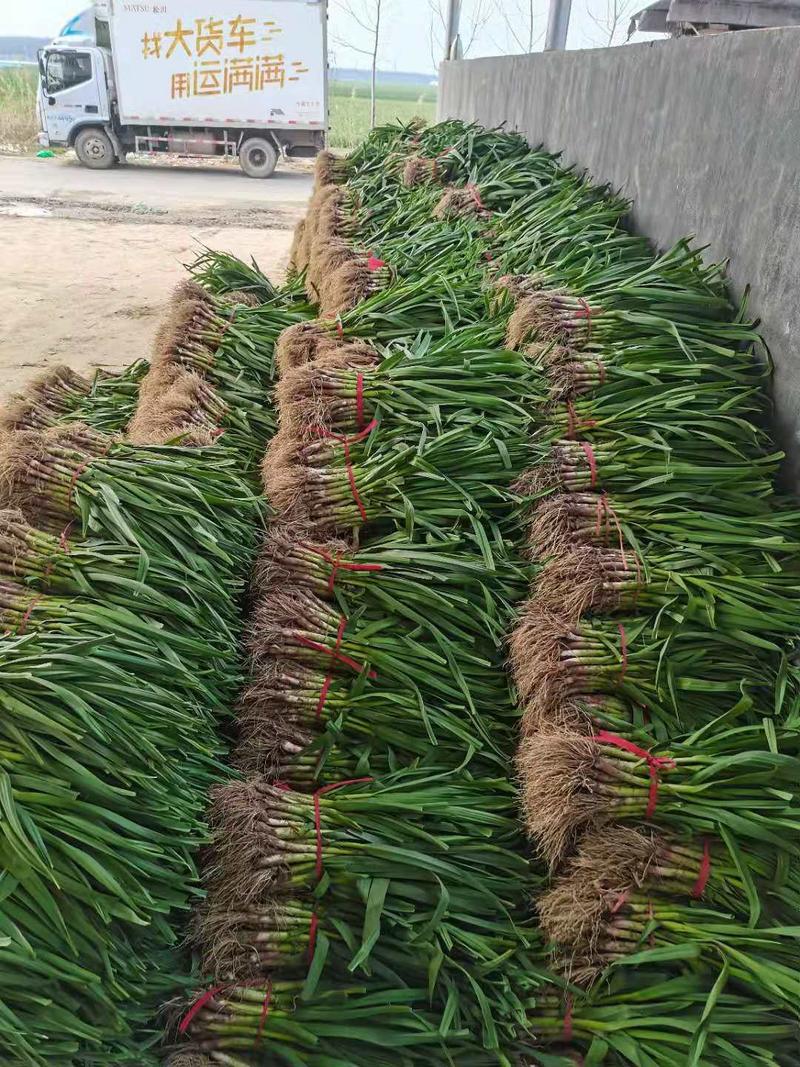 徐州丰县精品红根蒜苗，基地直发，货源充足，质量好价格便宜