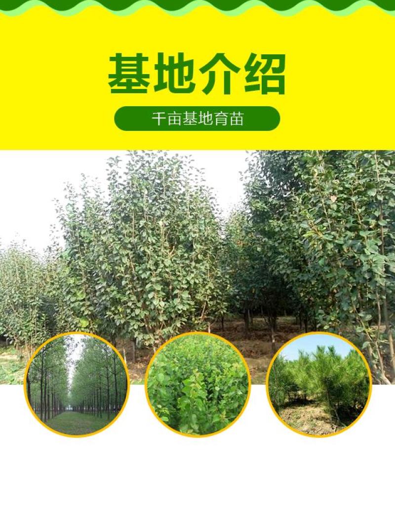 13公分八棱海棠价格14公分八棱海棠价格
