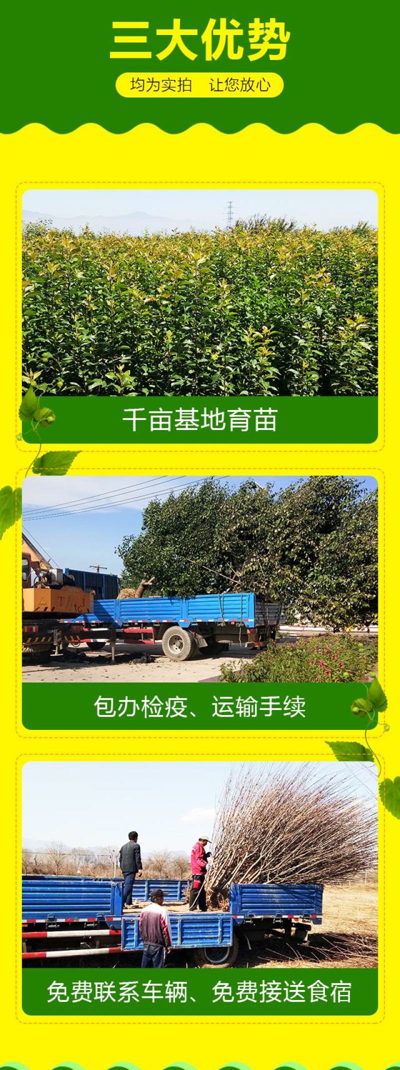 13公分八棱海棠价格14公分八棱海棠价格