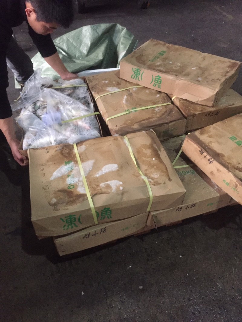 大量出售各种规格冰冻鳜鱼，