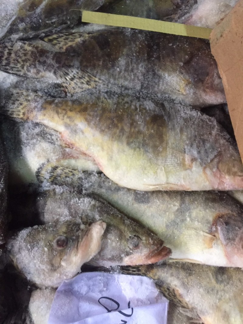 大量出售各种规格冰冻鳜鱼，