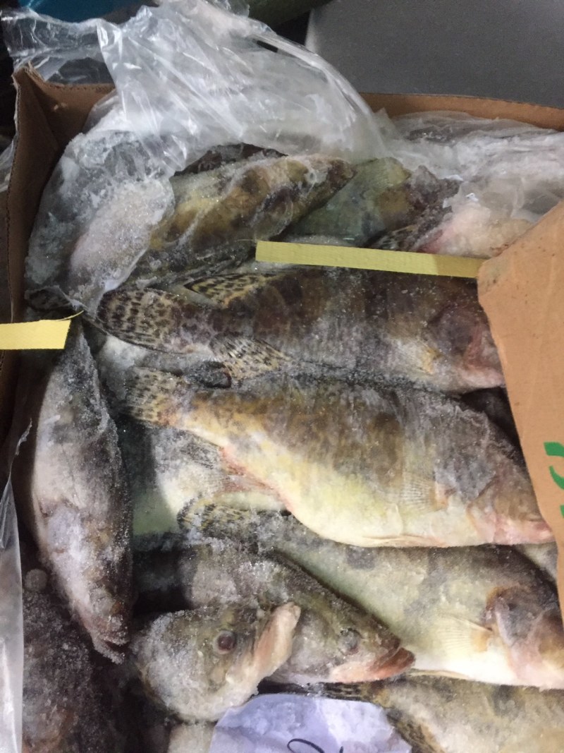 大量出售各种规格冰冻鳜鱼，