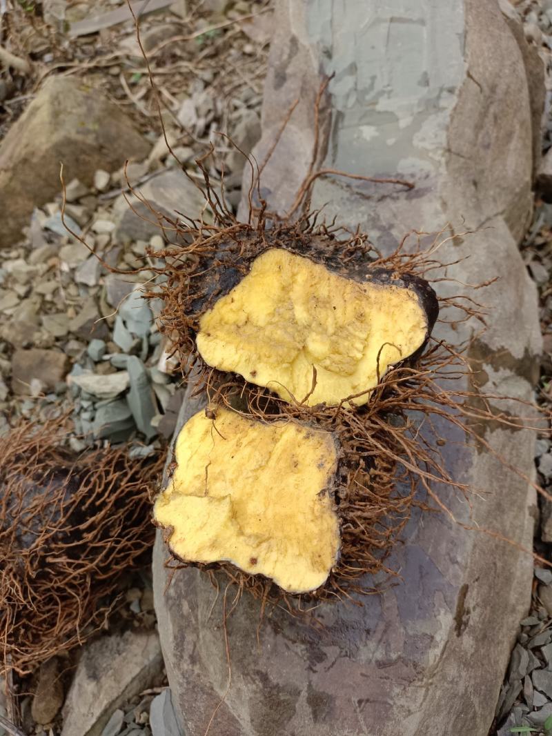 【包邮】野生黄独，黄药子根部鲜货，下单现采现发，可干货